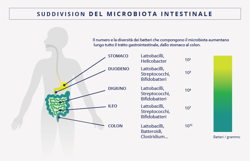 Il numero e la diversità dei batteri del microbiota intestinale aumentano lungo il tratto gastrointestinale.